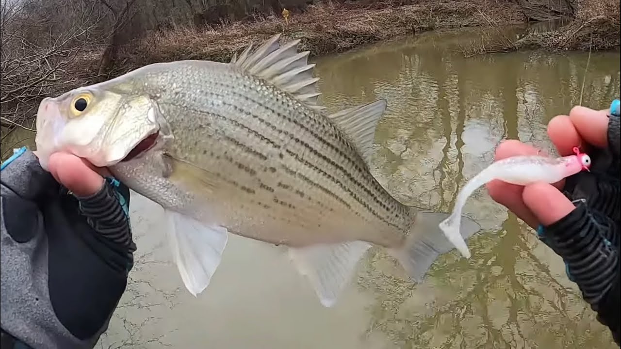 White Bass Spring Fishing