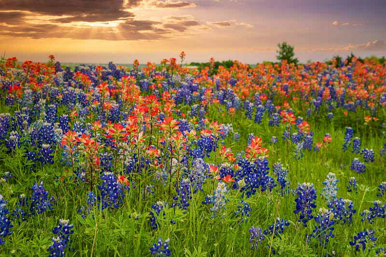 Forecast for Texas Wildflowers 'Hit and Miss' Season My Canyon Lake