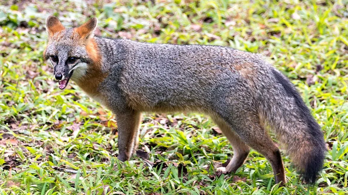 Free Rabies Clinic Scheduled; New Braunfels Reports Rabies Case in Fox, Urges Caution