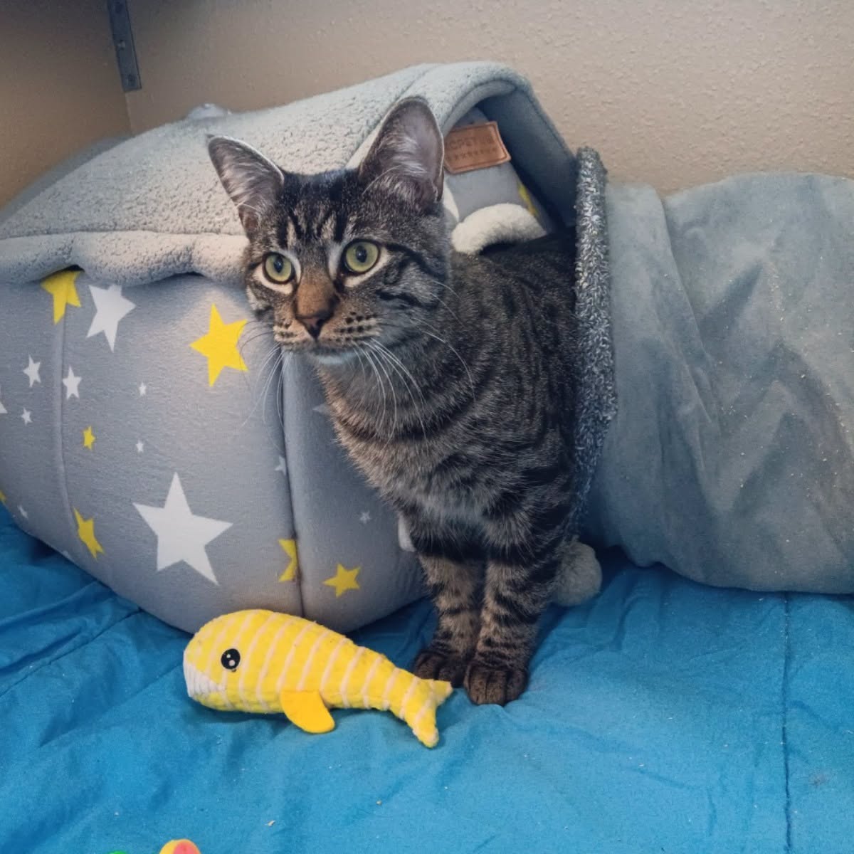 Humane Society of New Braunfels Begs Public to Foster as It Copes with 13% Increase in Cat and Dog Intakes